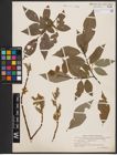 Foto von Salix caprea L. x Salix daphnoides Vill.